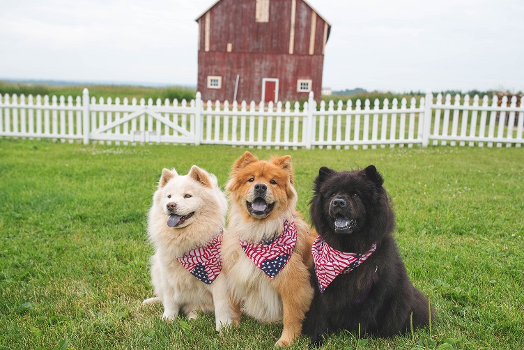 Harmony Mobile Veterinary Clinic Sault Ste Marie MI Home